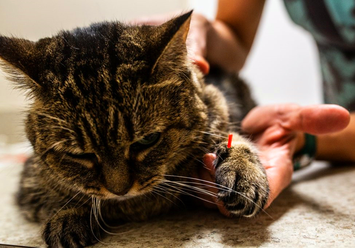 猫和尾巴是两种不同的生物？猫尾长期不动并不正常，小心爱猫瘫痪