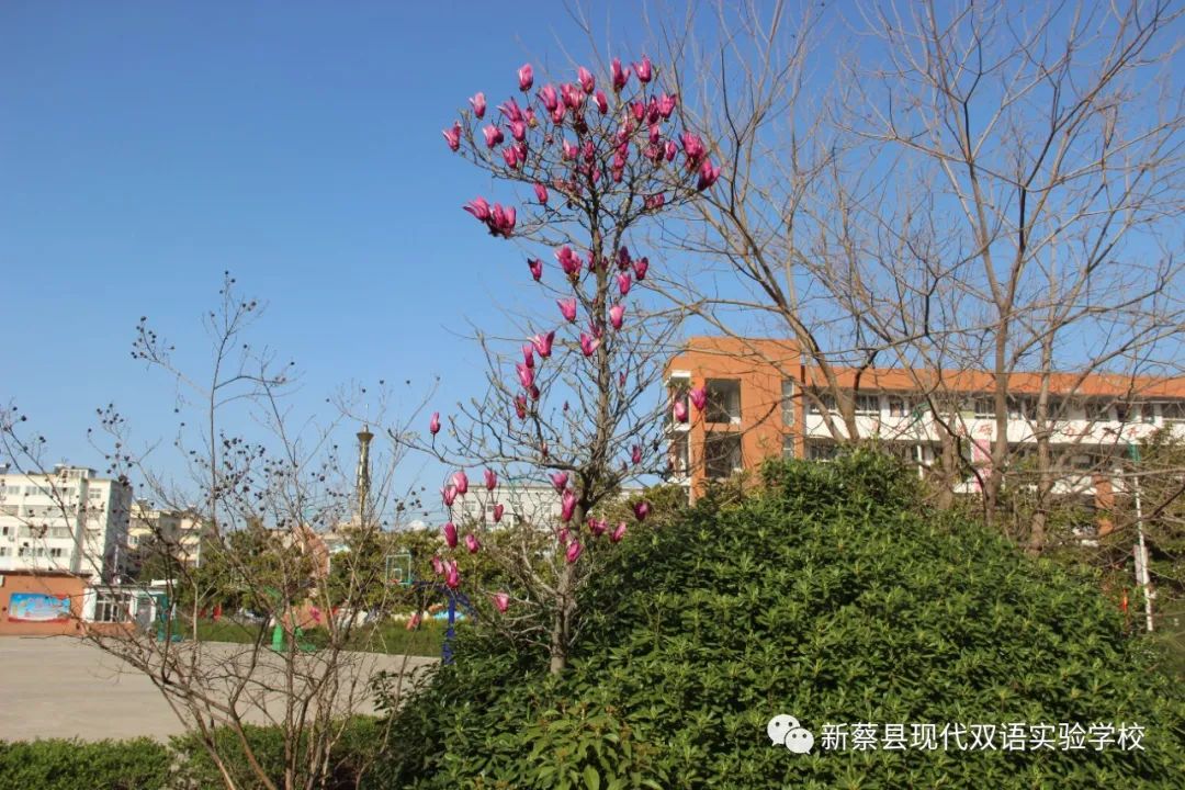 新蔡现代双语实验学校,新蔡县现代双语实验学校老照片