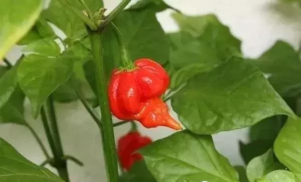 全世界辣椒排行榜前十,世界上十大辣椒排行榜