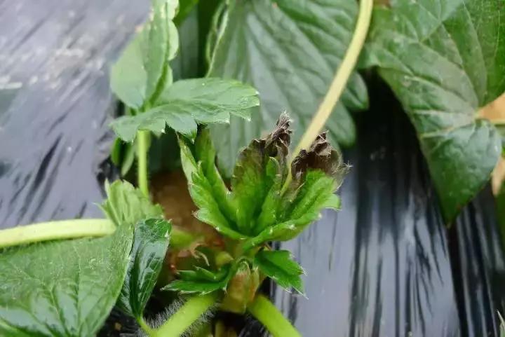 草莓刚刚定植叶片干边焦枯怎么办,草莓叶子发黄不长是怎么回事