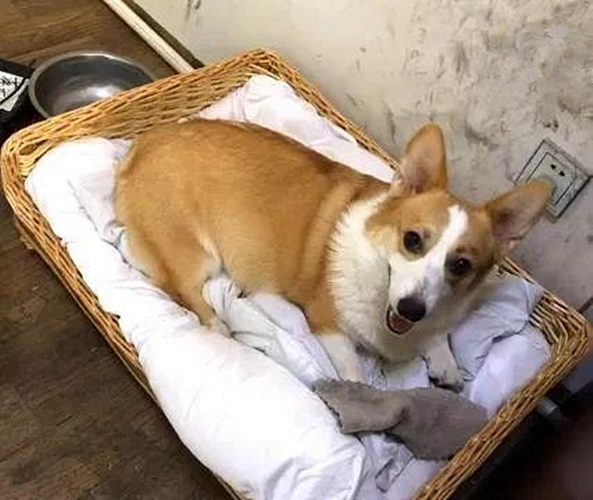 女子发现柯基肚子大了，才意识到被斑点狗祸祸了：友情升级爱情？