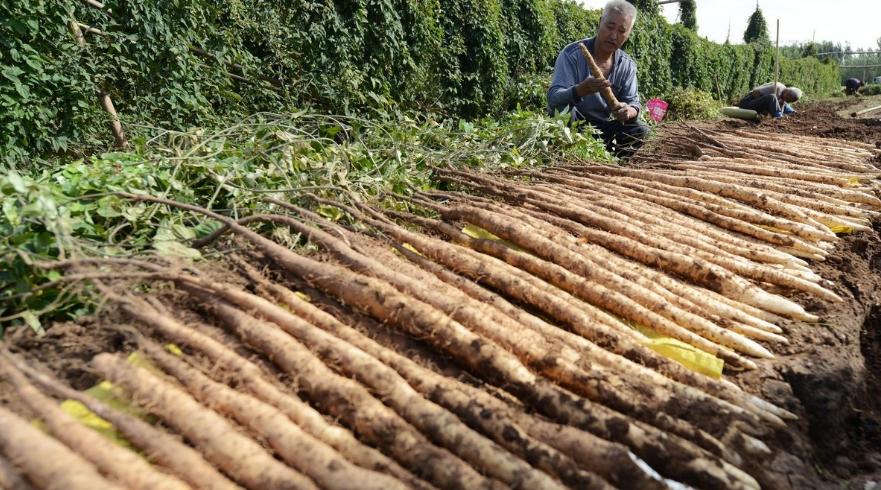 种植山药产量上不去?这4点工作做到位,山药产量高、品质佳