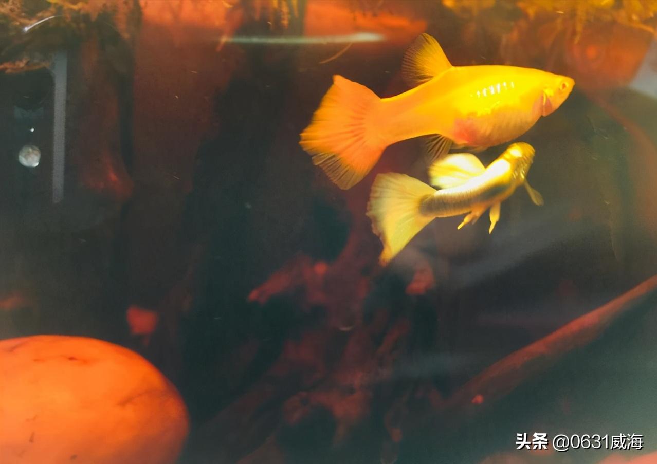 孔雀鱼一关灯就跳缸,母孔雀鱼一到晚上跳缸