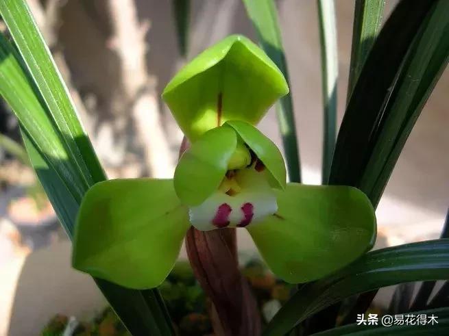 春兰大富贵的来历,春兰翠盖荷和大富贵区别