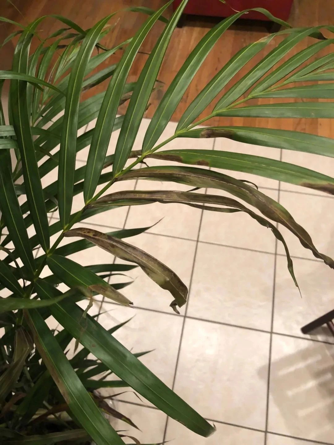 散尾葵室内发黄,室内花盆长的散尾葵黄叶怎么办