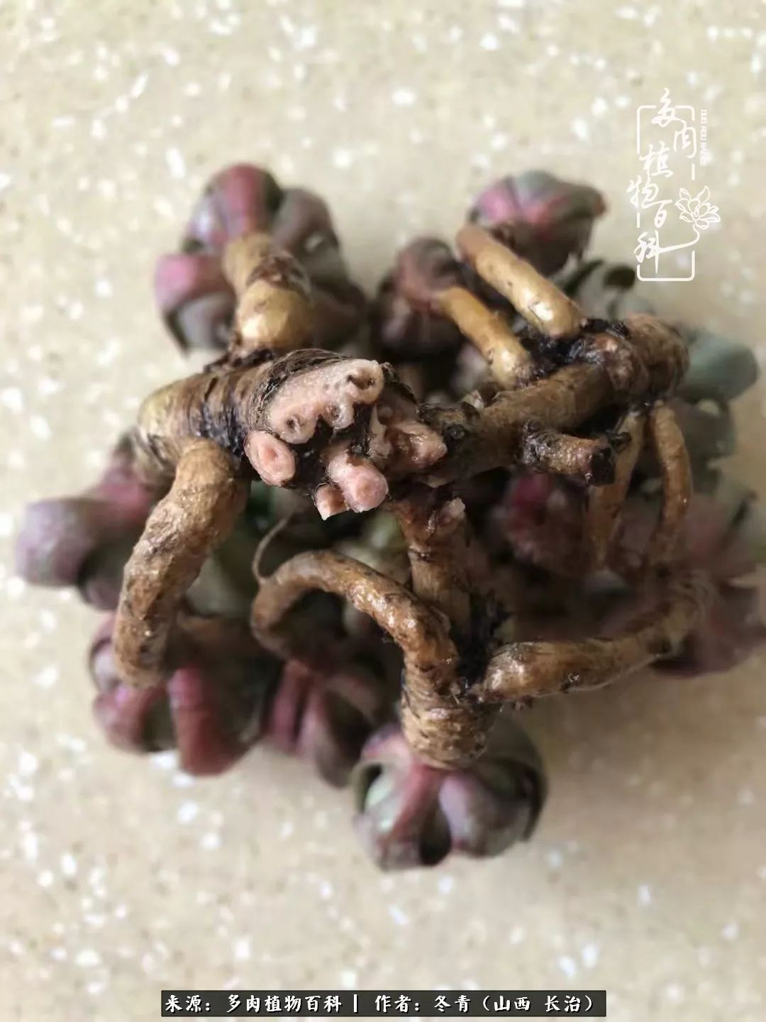 新手养的多肉怎么管理好看,阳台养多肉正确方法