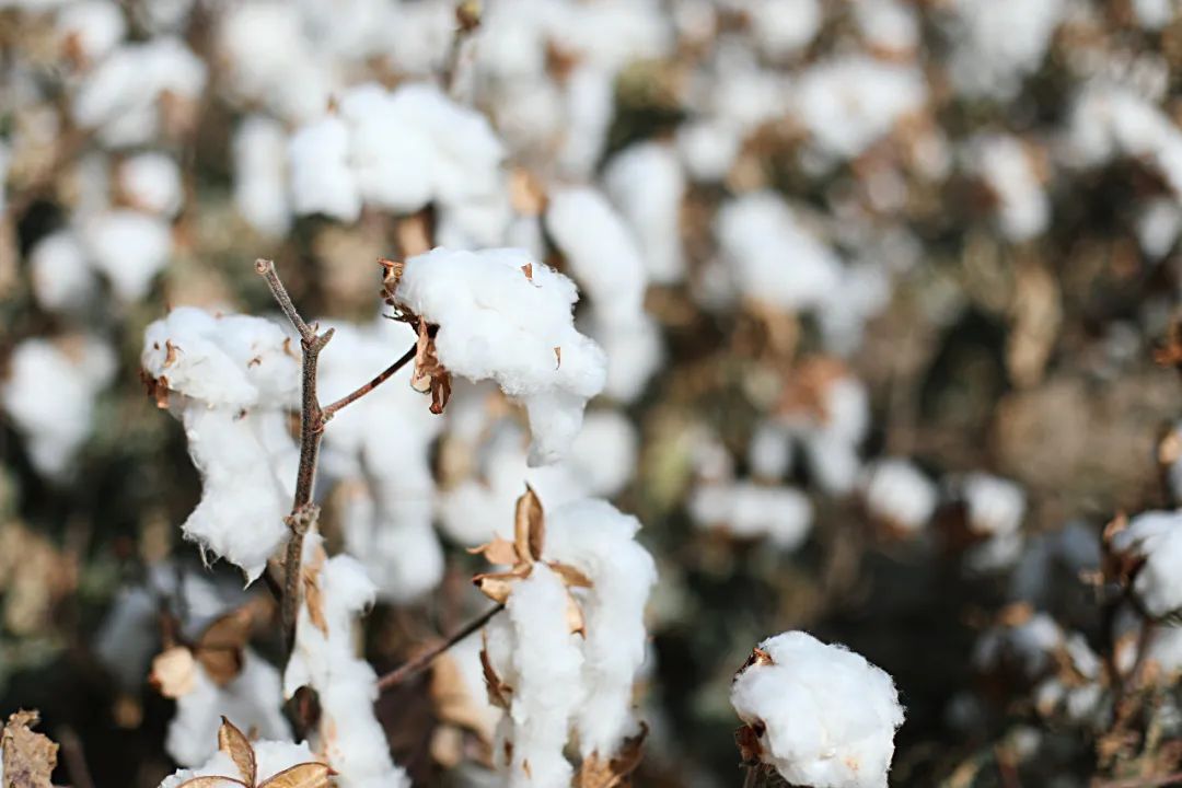 苏州女子探秘南疆巴州：这是一处色彩的世界，超出你的想象