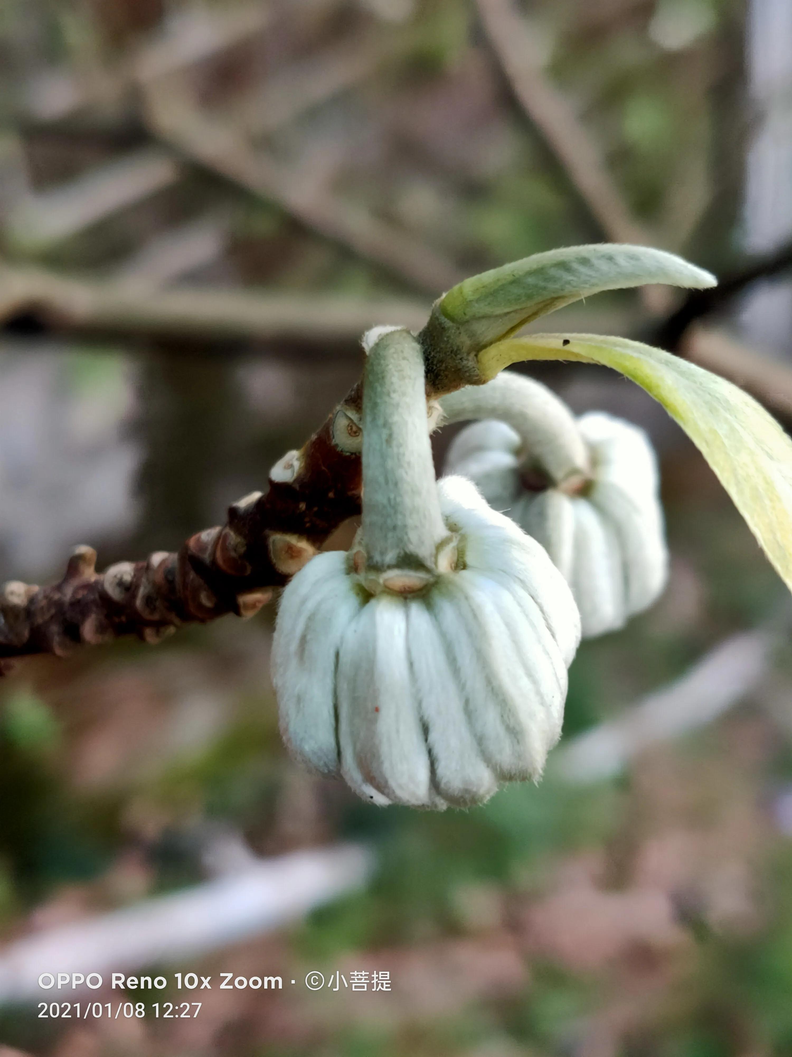 这就是爱情树,若在枝上打两个同向的结,就能得到甜蜜爱情和幸福
