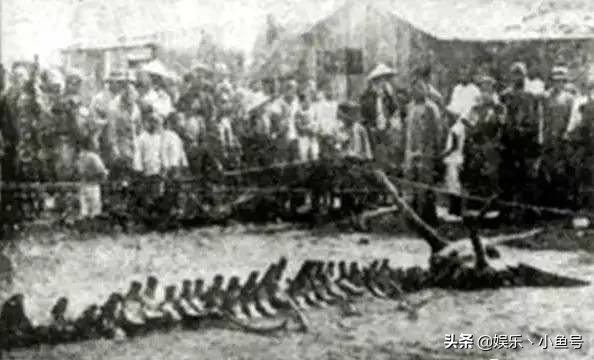 真实龙的传说民间故事,真实的龙传说故事