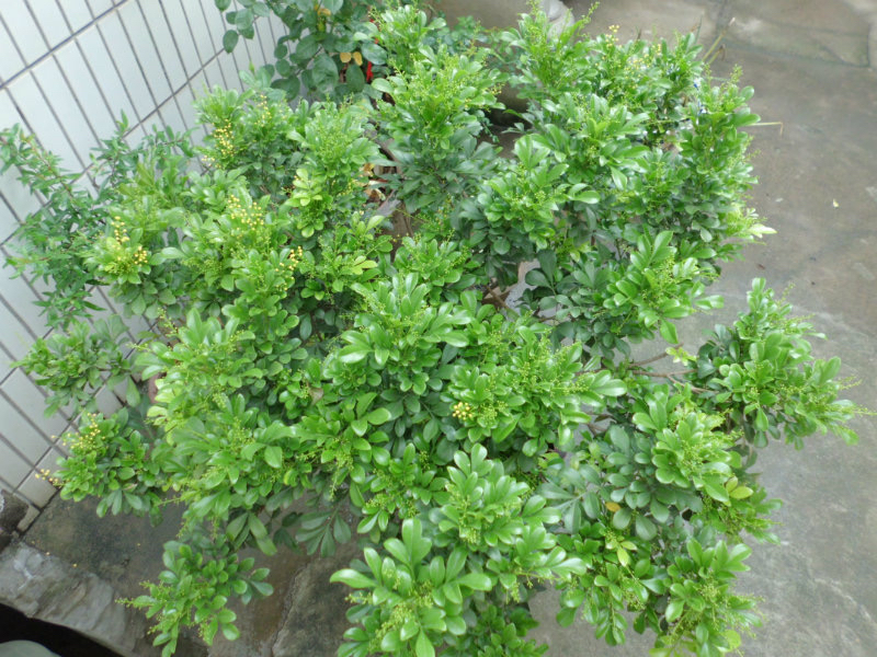 米兰花什么品种好养还花香,米兰花怎么养叶子才会油绿有光泽