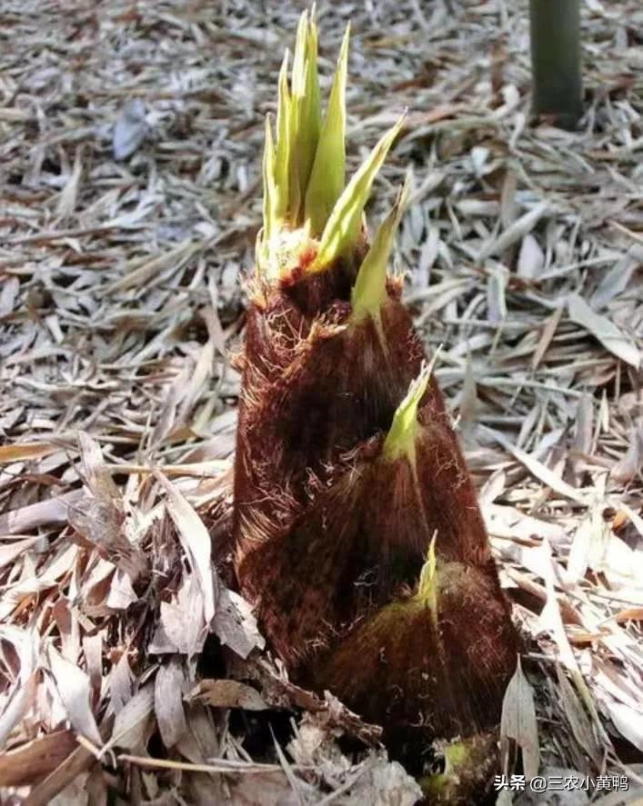 清明节春笋季节,清明时节笋是不是春笋