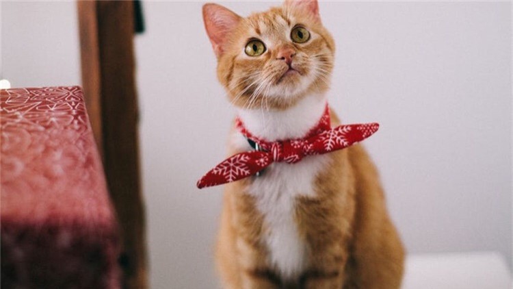 猫咪吃可怕的糖果,盘点猫咪吃了雪糕的表现