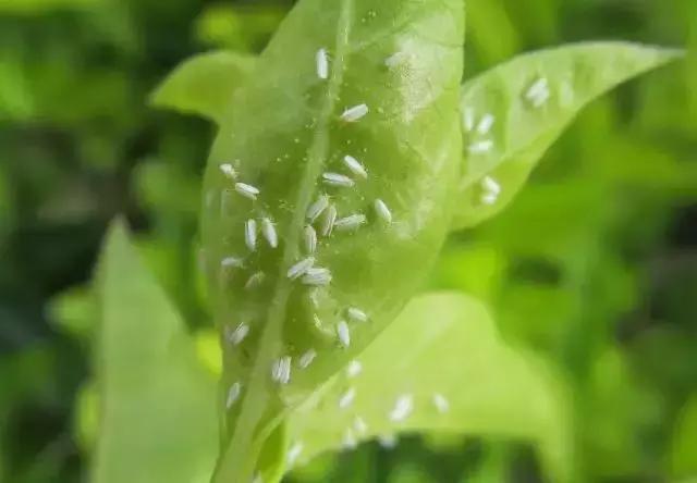 柑橘害虫及危害部位图,柑橘常见害虫高清图谱