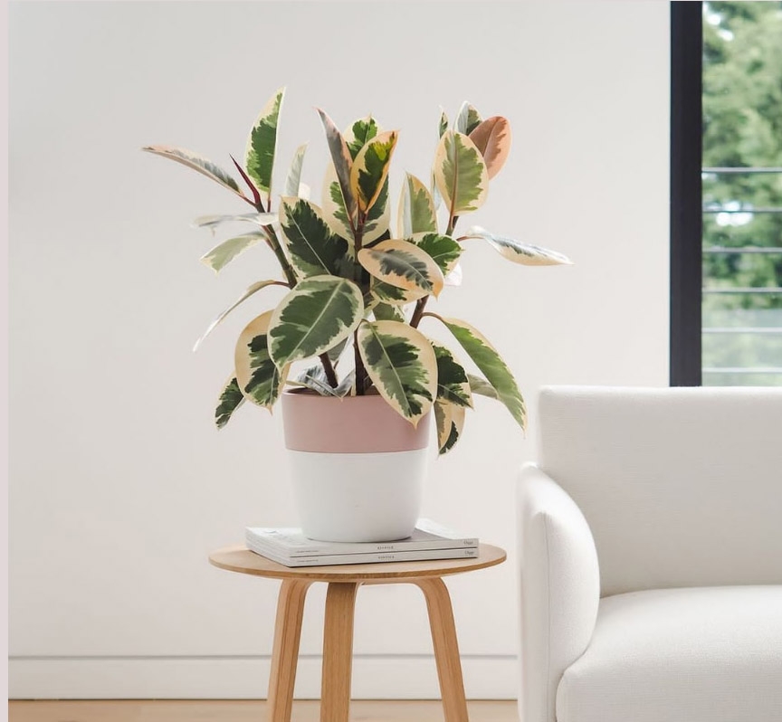 100种绿植大全,50种盆栽绿植花卉大全