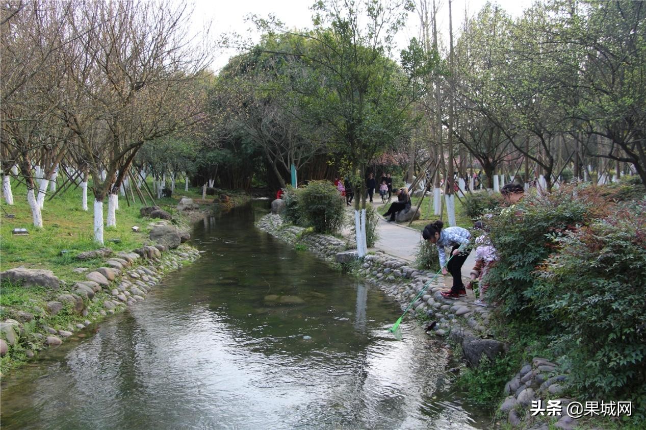 四川南充：春暖花开捉蝌蚪，殊不知带回家的可能是癞蛤蟆