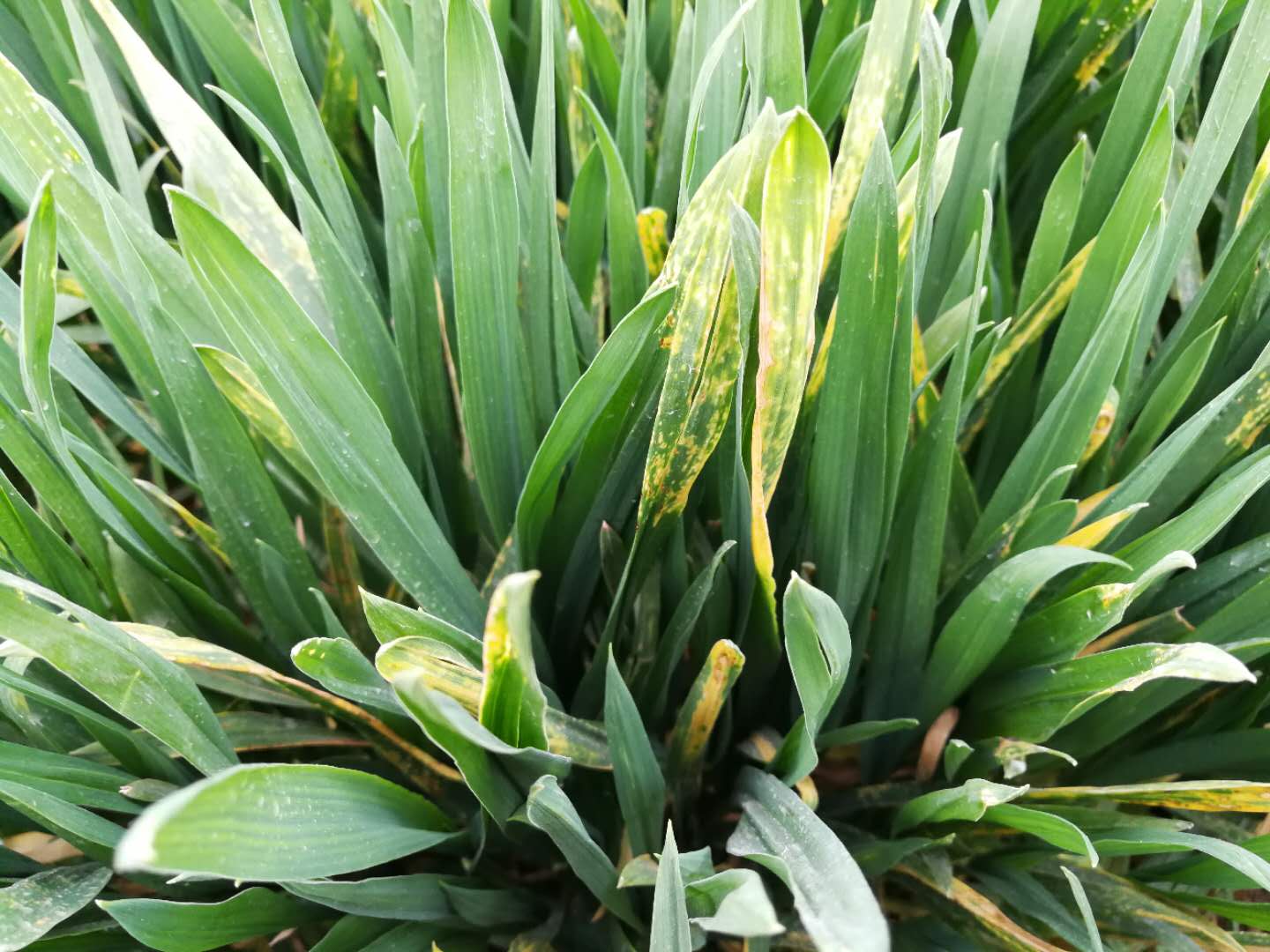 玉米除草剂出现药害,玉米除草剂喷重了怎么办