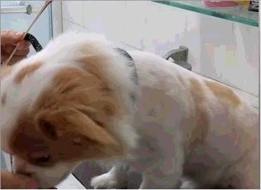 狮子狗:带着4000年来华夏贵族们专一的宠爱,走向世界的舞台