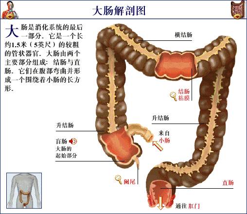 医生常用的解剖学、内外科口诀