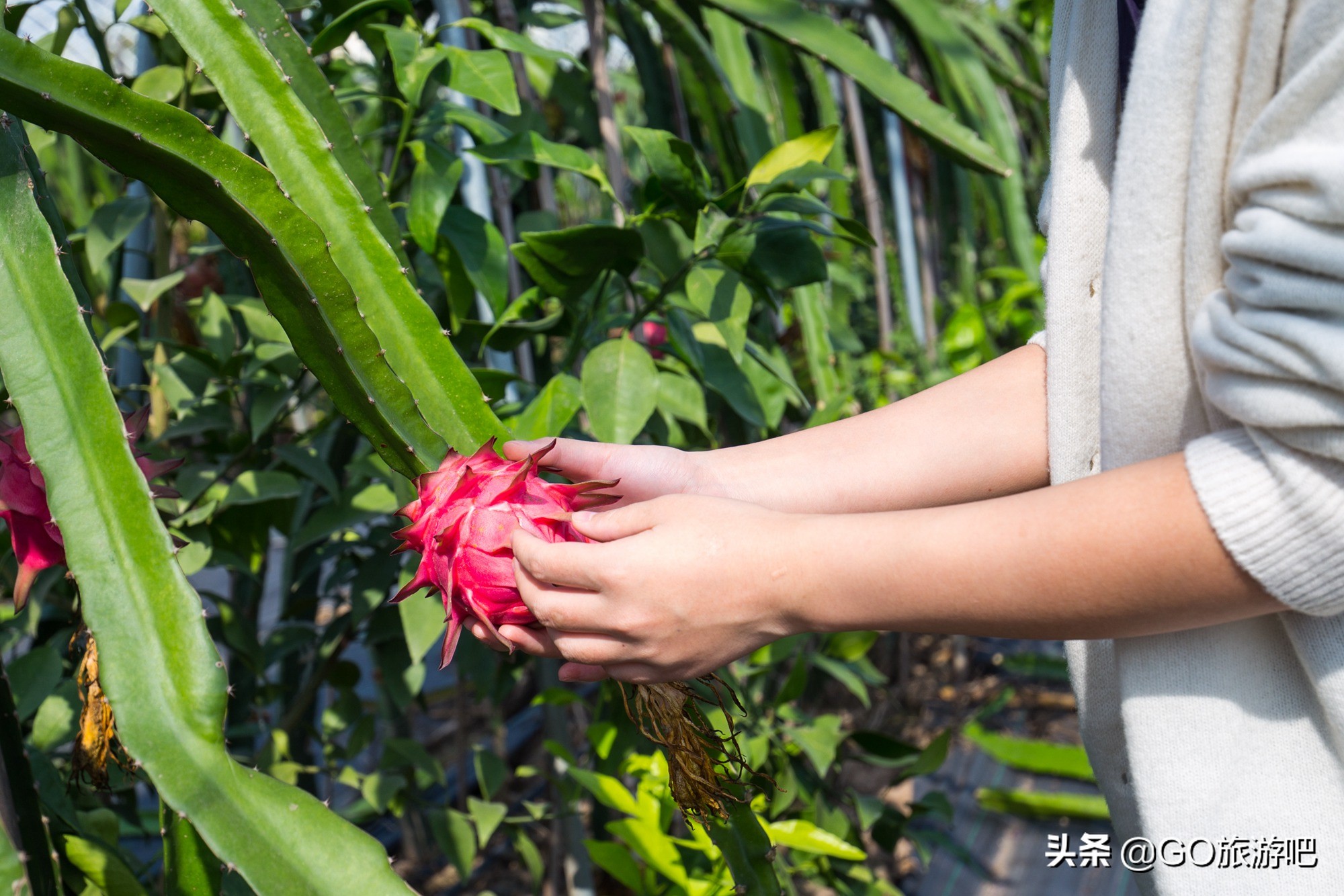 嘉鱼县山湖温泉攻略,嘉鱼山湖温泉免费预约时间