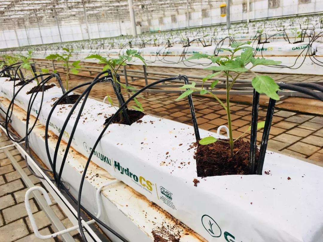 无土栽培用的营养液的成分,无土栽培营养液有什么