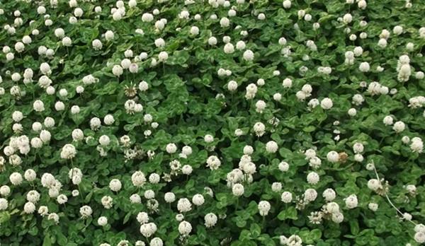 白三叶怎么盆栽种植,白三叶草坪怎么种植