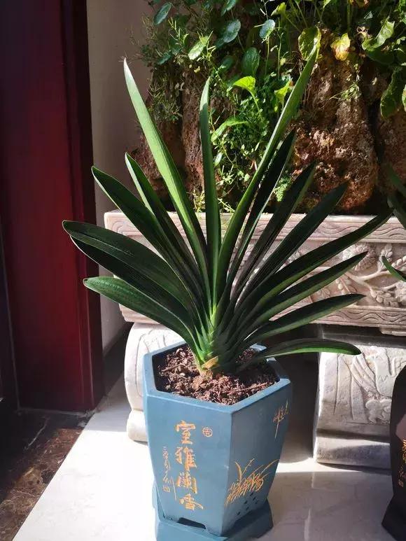 君子兰爱喝醋更爱喝酒,君子兰爱喝过期牛奶吗