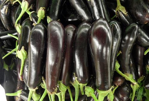 秋败茄子似毒药,老人们说秋茄有毒是真的吗