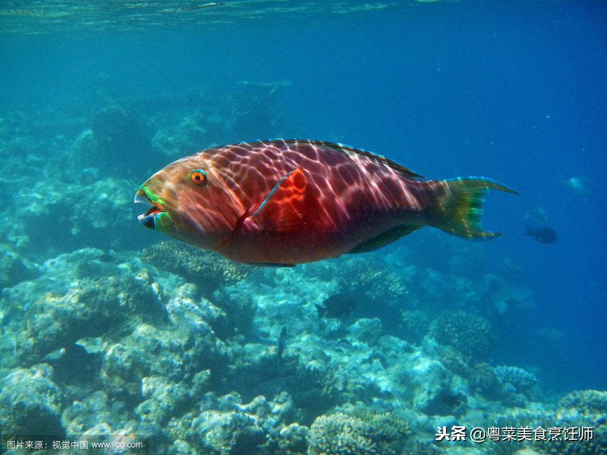 名贵海鲜干货有哪些品种,名贵海鲜水产品种类