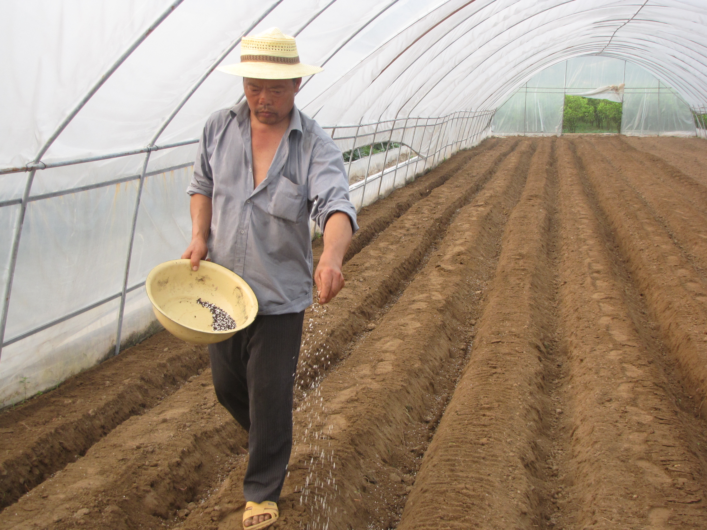 生姜温室大棚,大棚生姜育苗移栽的方法
