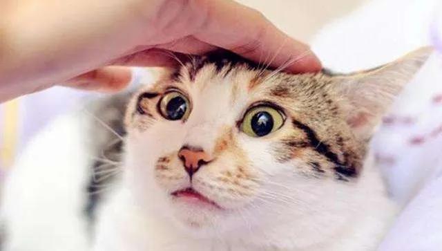 强撸猫灰飞烟灭,让猫咪上头的撸法