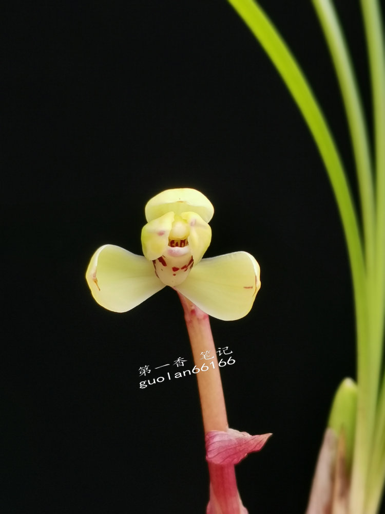 「花开欣赏」0340：春兰定缘梅单花竞开