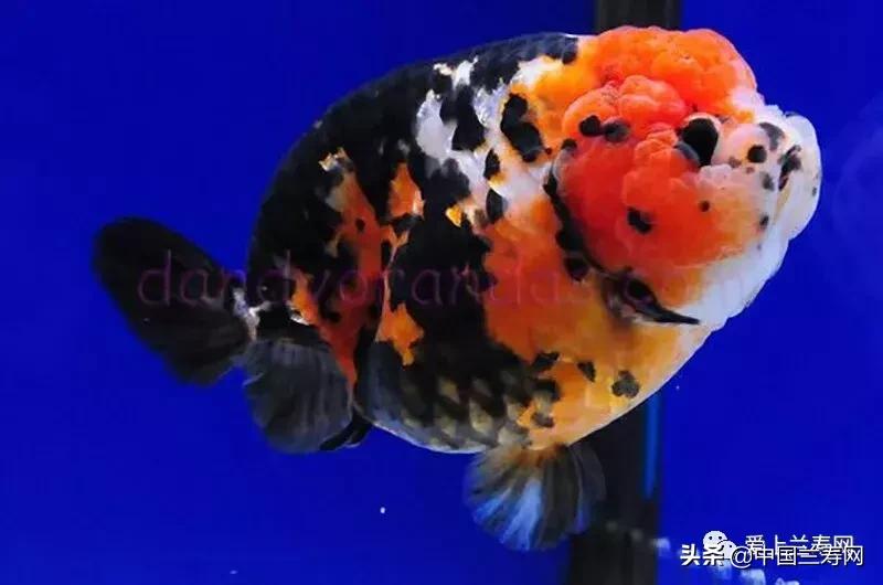 兰寿金鱼鲨鱼鳍品种图片大全,金鱼泰狮与兰寿是一个品种吗