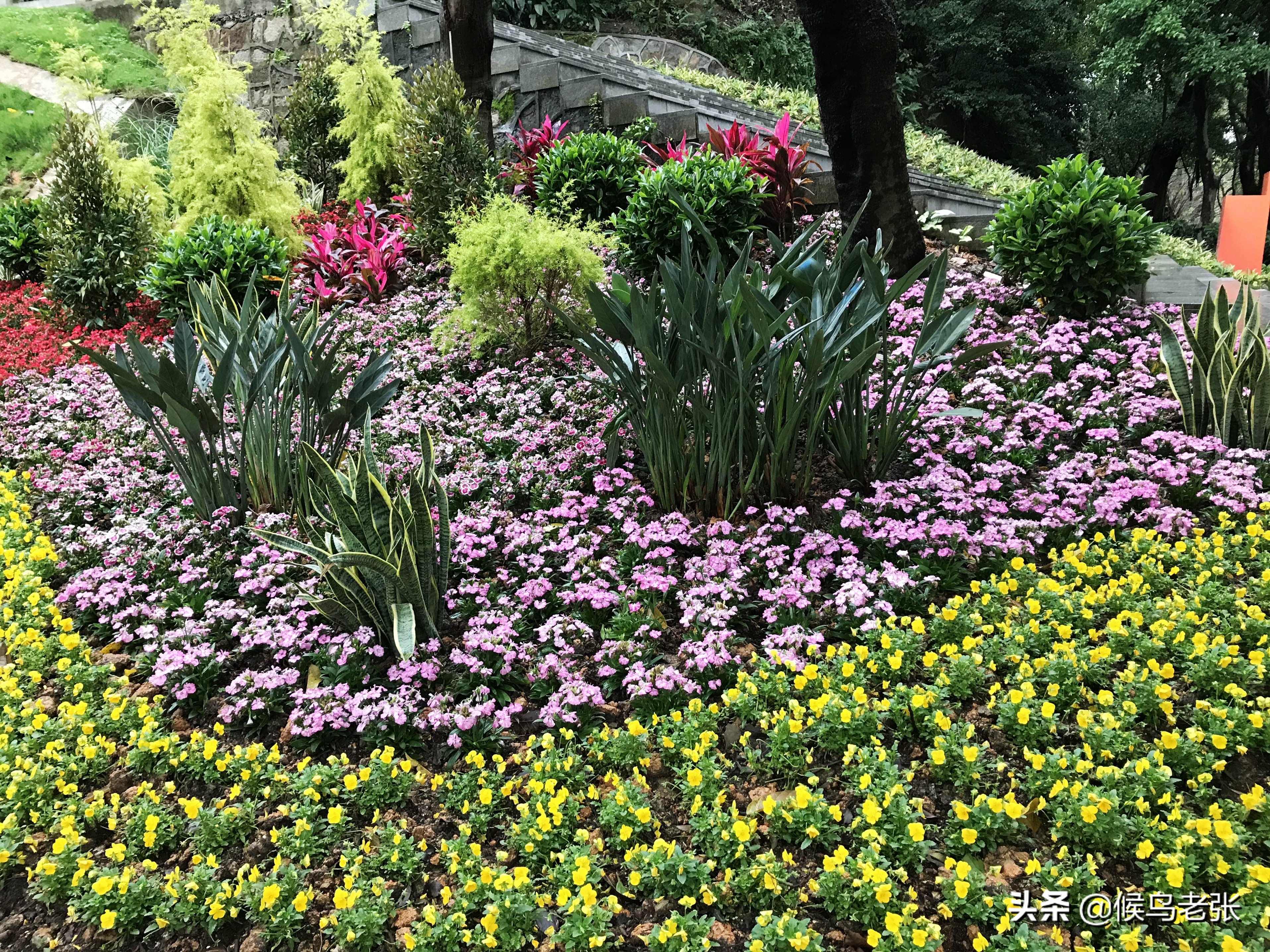 广州塔高耸入云,广州塔小蛮腰塔尖照片