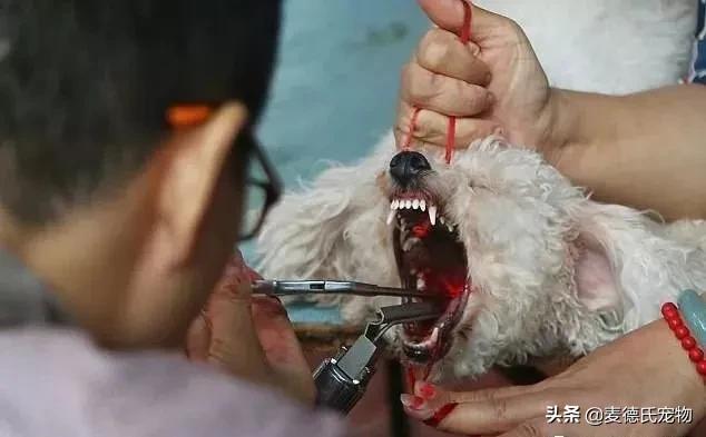 如何让狗子变得更听话,怎么让狗子越来越听话