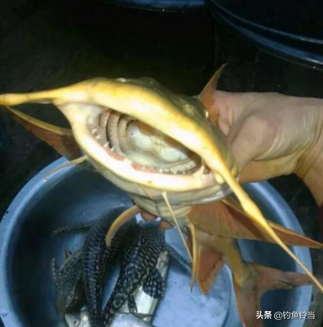 珠江有一种像刀一样的鱼,珠江300斤以上的鱼