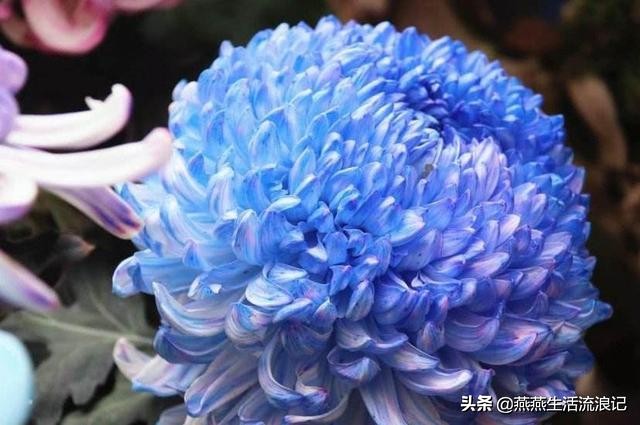 菊花开过后如何养护来年再开花,菊花的详细养护和技巧