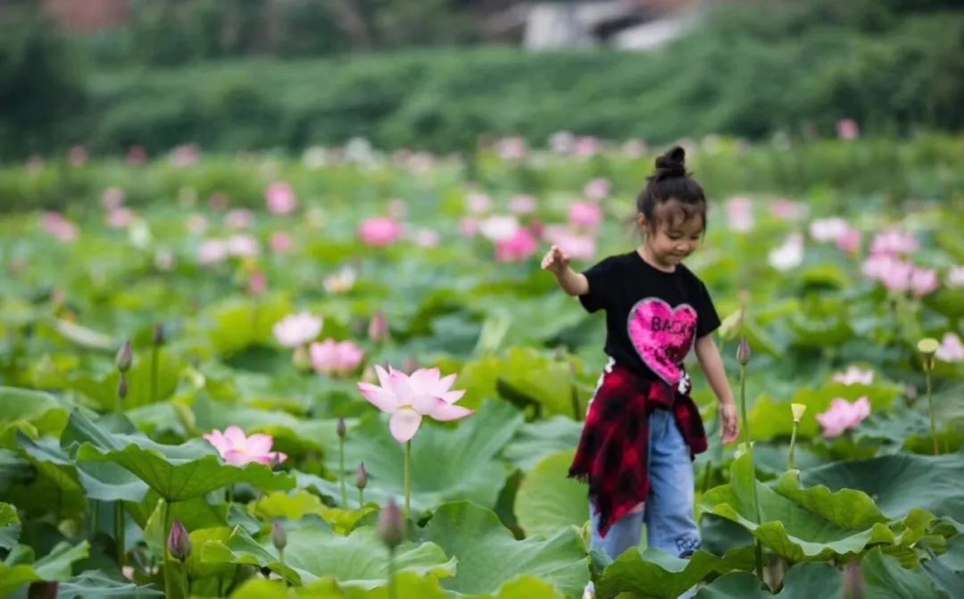 乡情散文田野情怀,最美乡村乡情散文