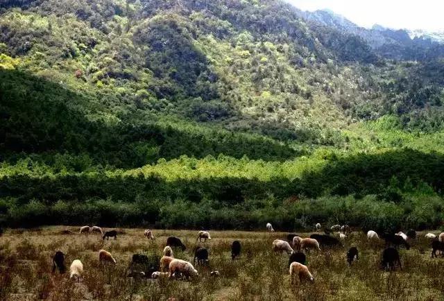 49岁大叔建石头房,50岁大叔花了2800娶个媳妇