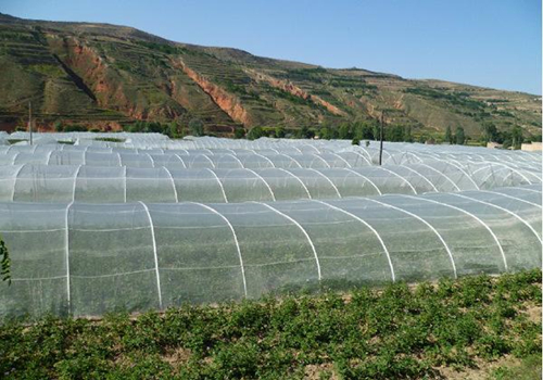 大棚里蔬菜防虫网有用吗,山东蔬菜大棚用乙烯防虫网