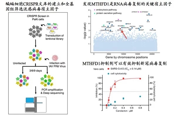 蝙蝠是新冠病毒源头研究报告,科学家在蝙蝠体内发现新冠病毒