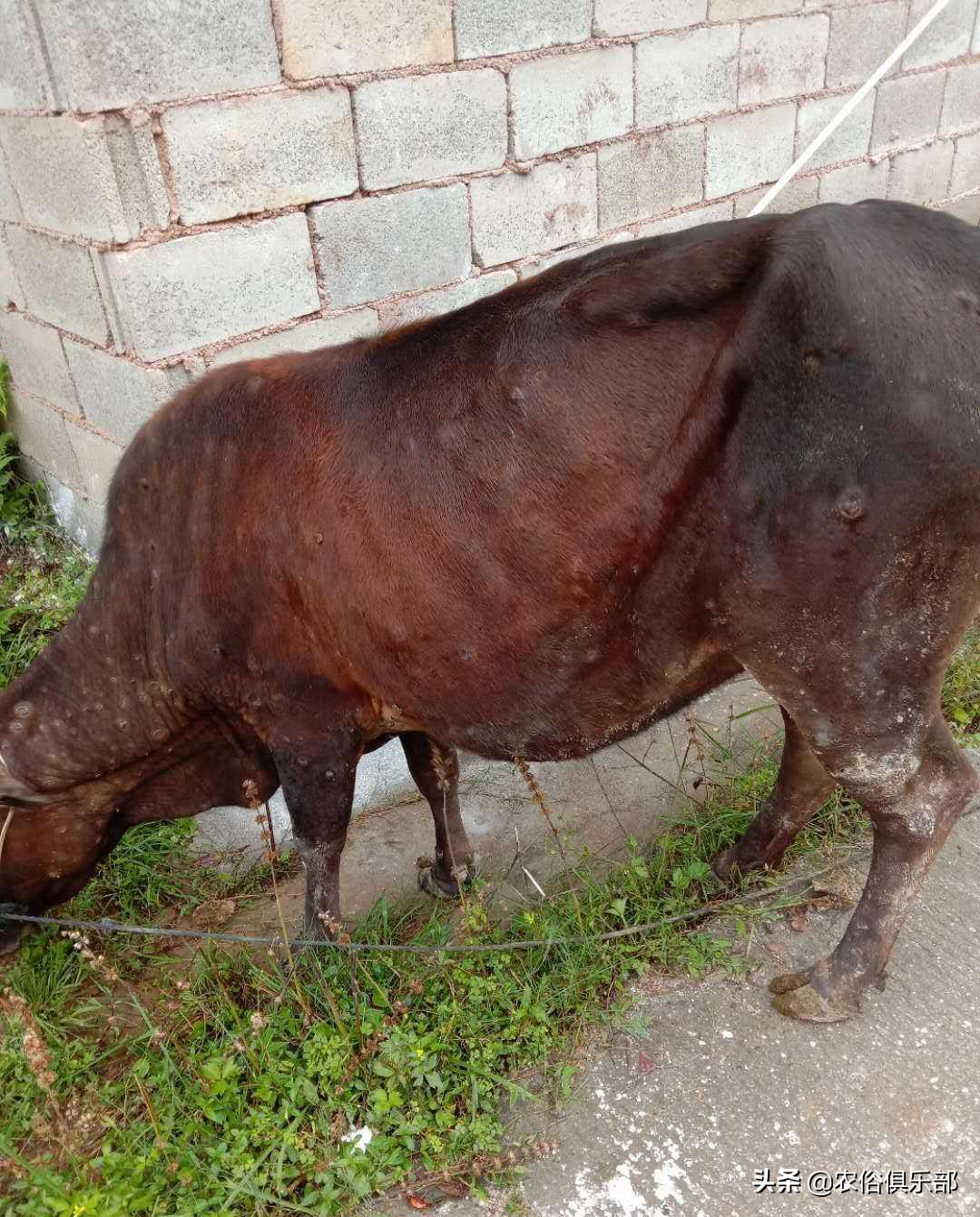 多省爆发牛皮肤病,三伏天不建议买牛,这些建议值得养牛人借鉴