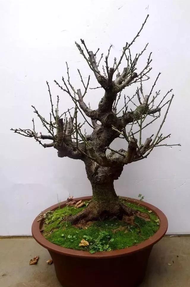 珍珠柏盆景不绿不发新芽怎么回事,盆景老桩上盆发芽后新芽干枯