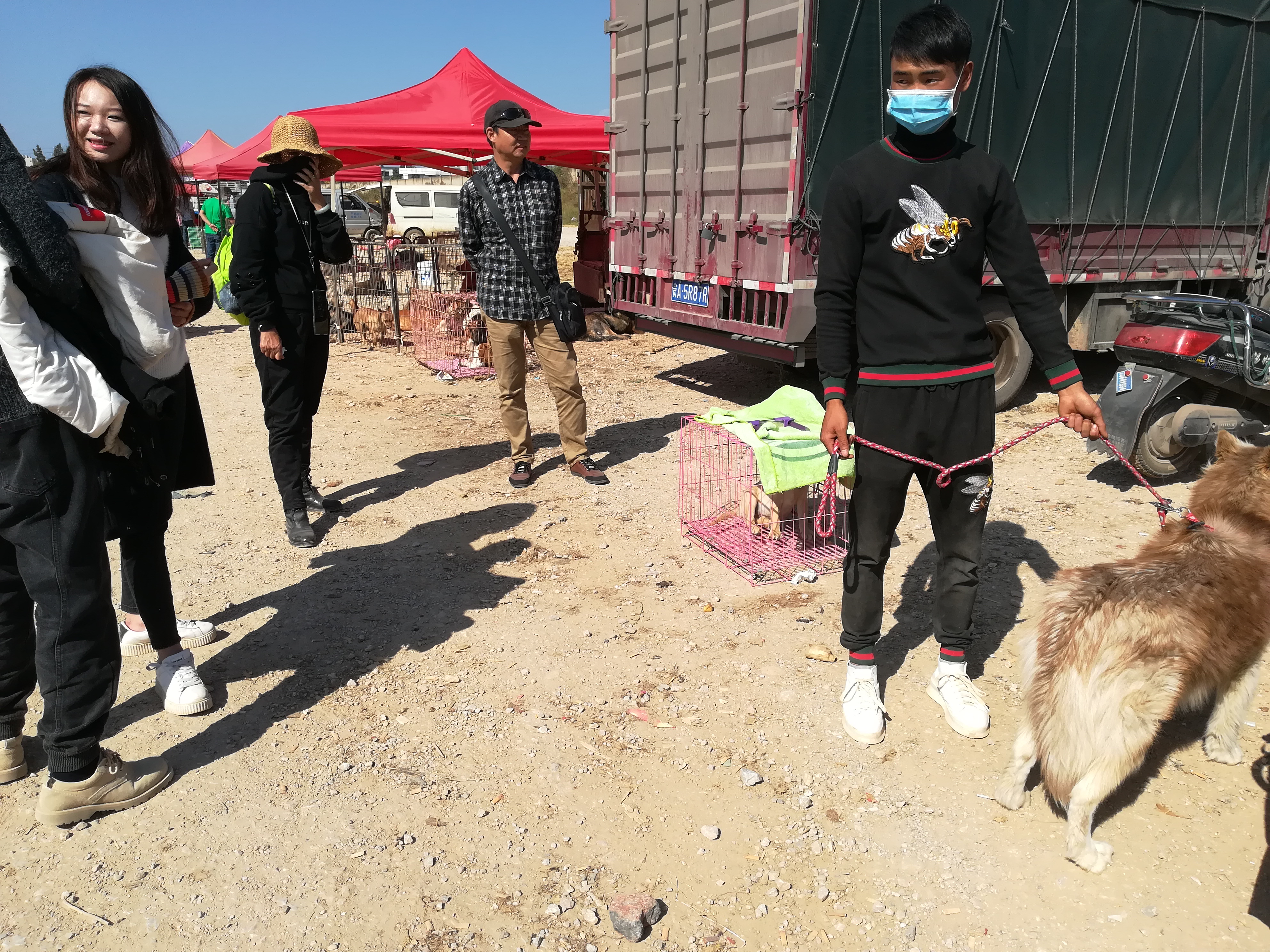 带血统证的拉布拉多价格,网上的拉布拉多卖多少钱一个