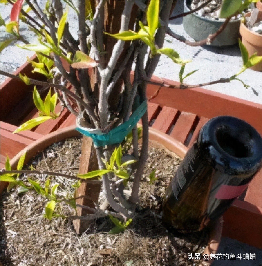 盆栽植物怎么浇水才好,室内盆栽植物浇水指南