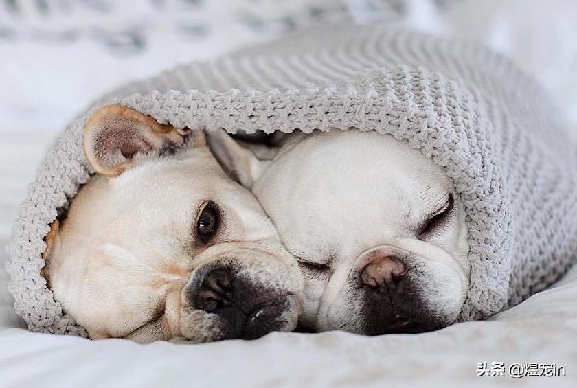 狗狗肚子不停的咕咕叫还伴有呕吐,狗狗嘴边挂粘稠口水还呕吐咋回事