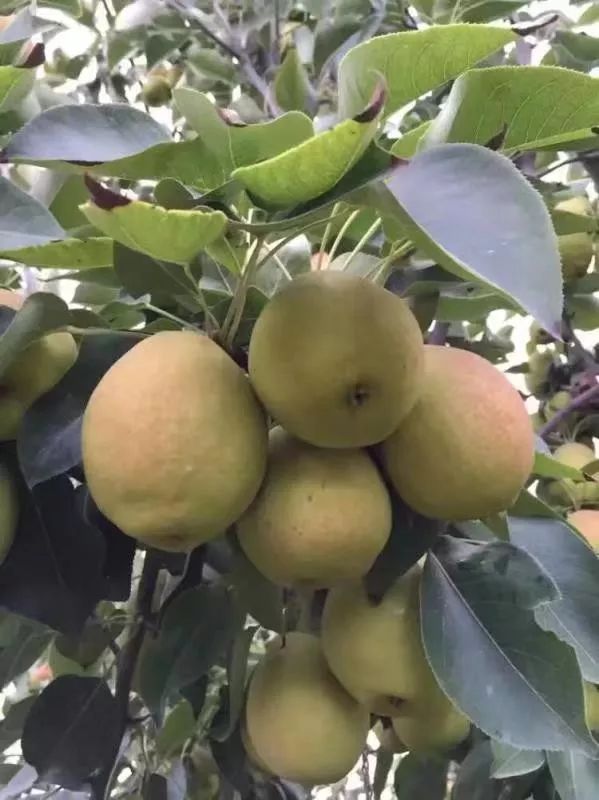 「暖冬行动送福利」库尔勒香梨免费送！跨越4000多公里的迷人果香，等您亲尝