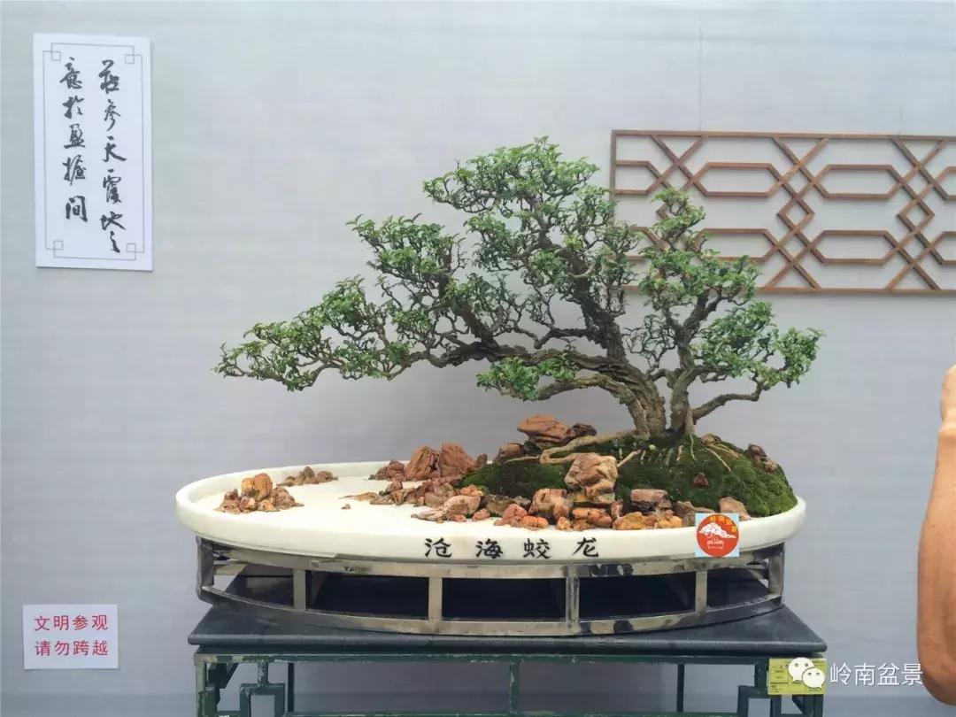 临水式金弹子盆景图片大全欣赏,看盆景展里赏心悦目的盆景