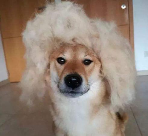 日本柴犬缺点是什么,日本柴犬喜欢吃什么