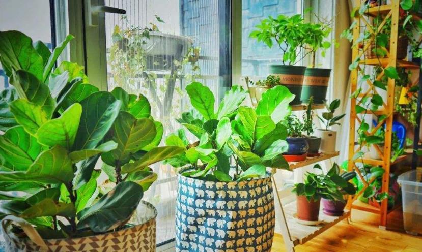 植物黄叶就用它调理,植物黄叶用什么挽救