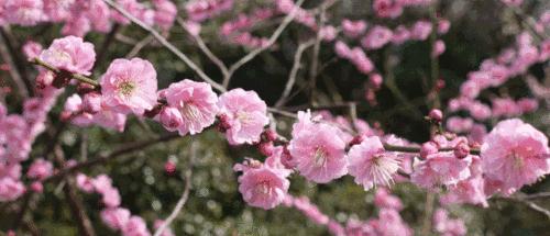 你是几月出生就注定你是什么性格,每月用什么花来代表人的性格